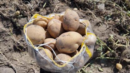 Patates üreticileri maliyet altında bile ürünü satamıyor