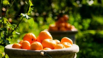 Satsuma mandalina ihracatı 125 milyon dolar hedefle başlıyor