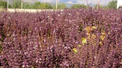 Tunceli'de reyhanlar çiçek açtı arılar sonbaharda bal üretti