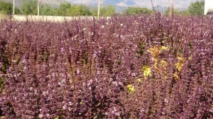 Tunceli'de reyhanlar çiçek açtı arılar sonbaharda bal üretti