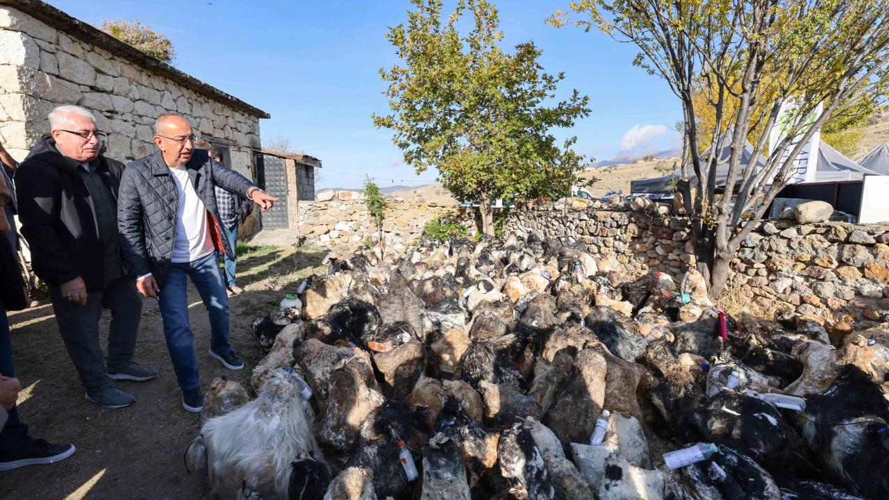 Yüzyıllık "Mağaradan Peynir Çıkarma" geleneği şölene dönüştü