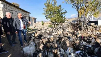 Yüzyıllık "Mağaradan Peynir Çıkarma" geleneği şölene dönüştü