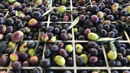 Zeytinde rekolte aynı ama zeytinyağında yüzde 35 kayıp var