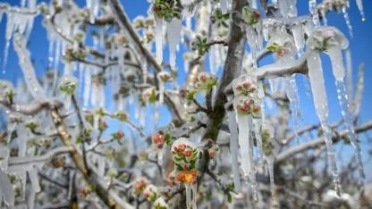Zirai don desteği olarak 6,5 milyar lira daha ödendi