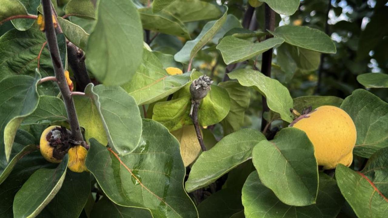 10 dönüm bahçeden 2 kasa ayva toplayabildiler