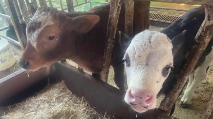 500 bin buzağımız ölmese hayvan ithalatına gerek kalmayacak