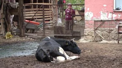 Adana'dan şaptan zarar gören üreticilere destek çağrısı