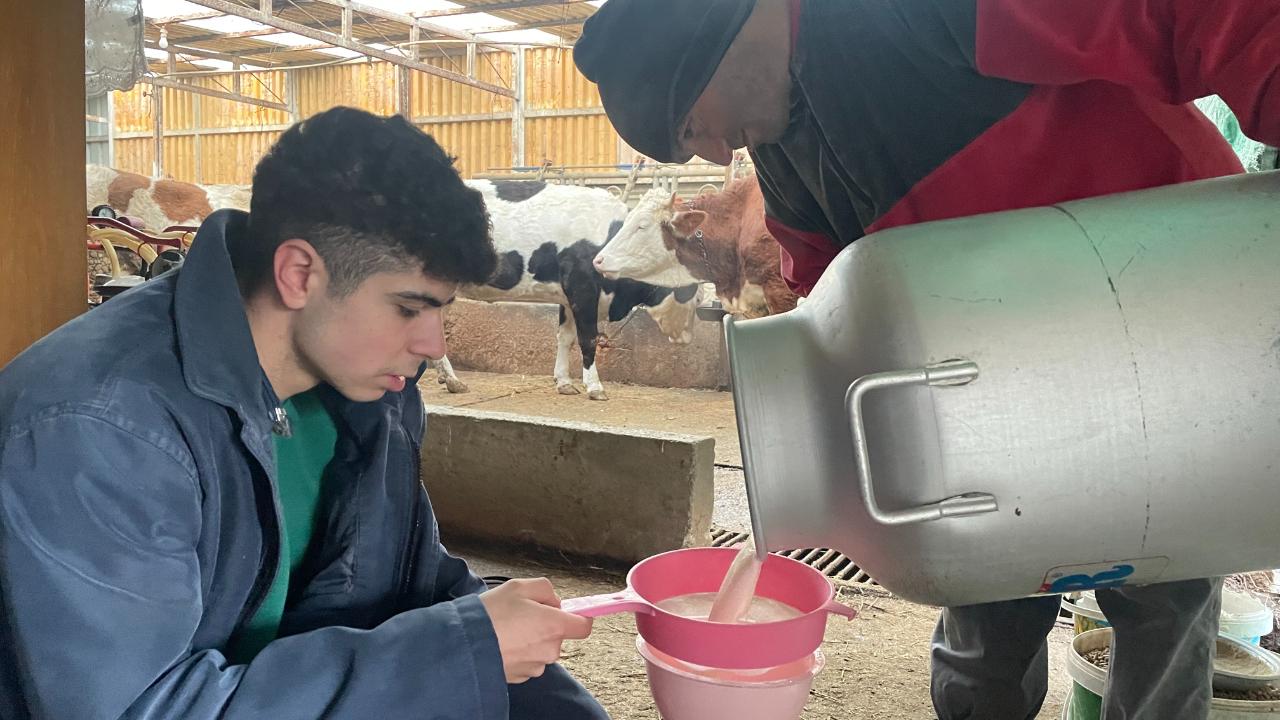 Aşırı mineral takviyesi süt ineğinin sağlığını tehdit ediyor