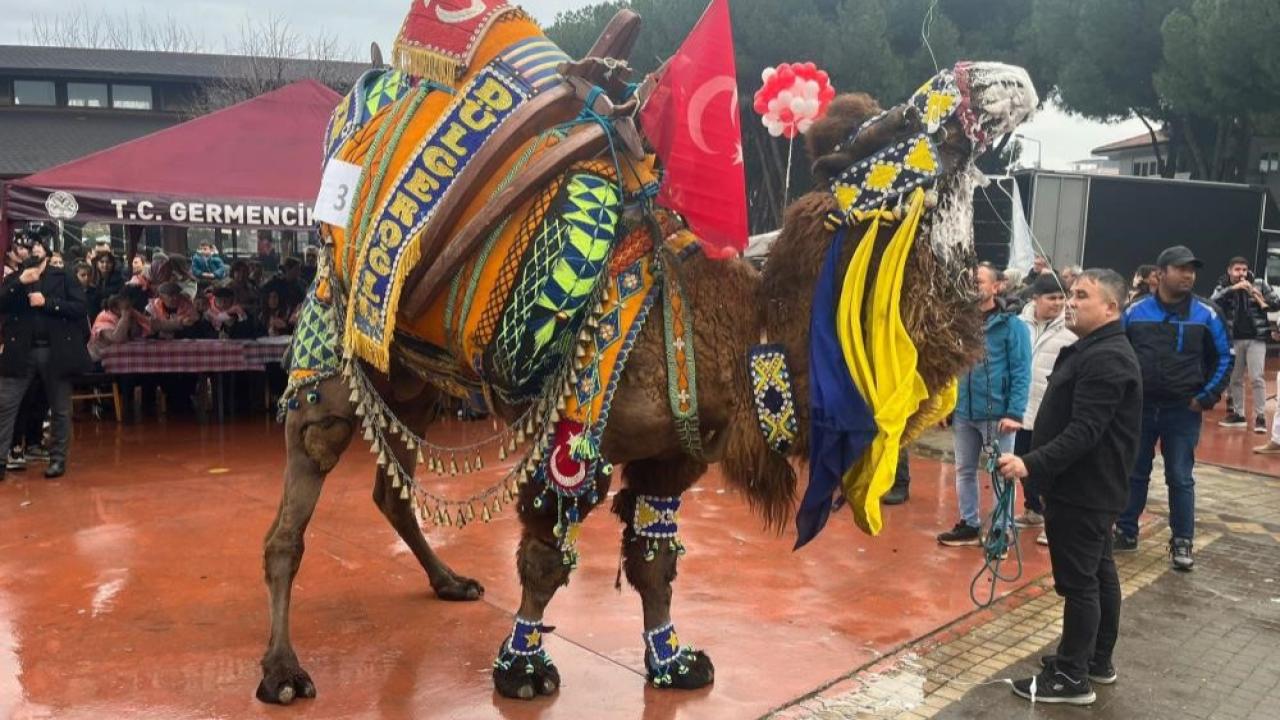 Aydın&#039;da deve güreşleri iptal edildi