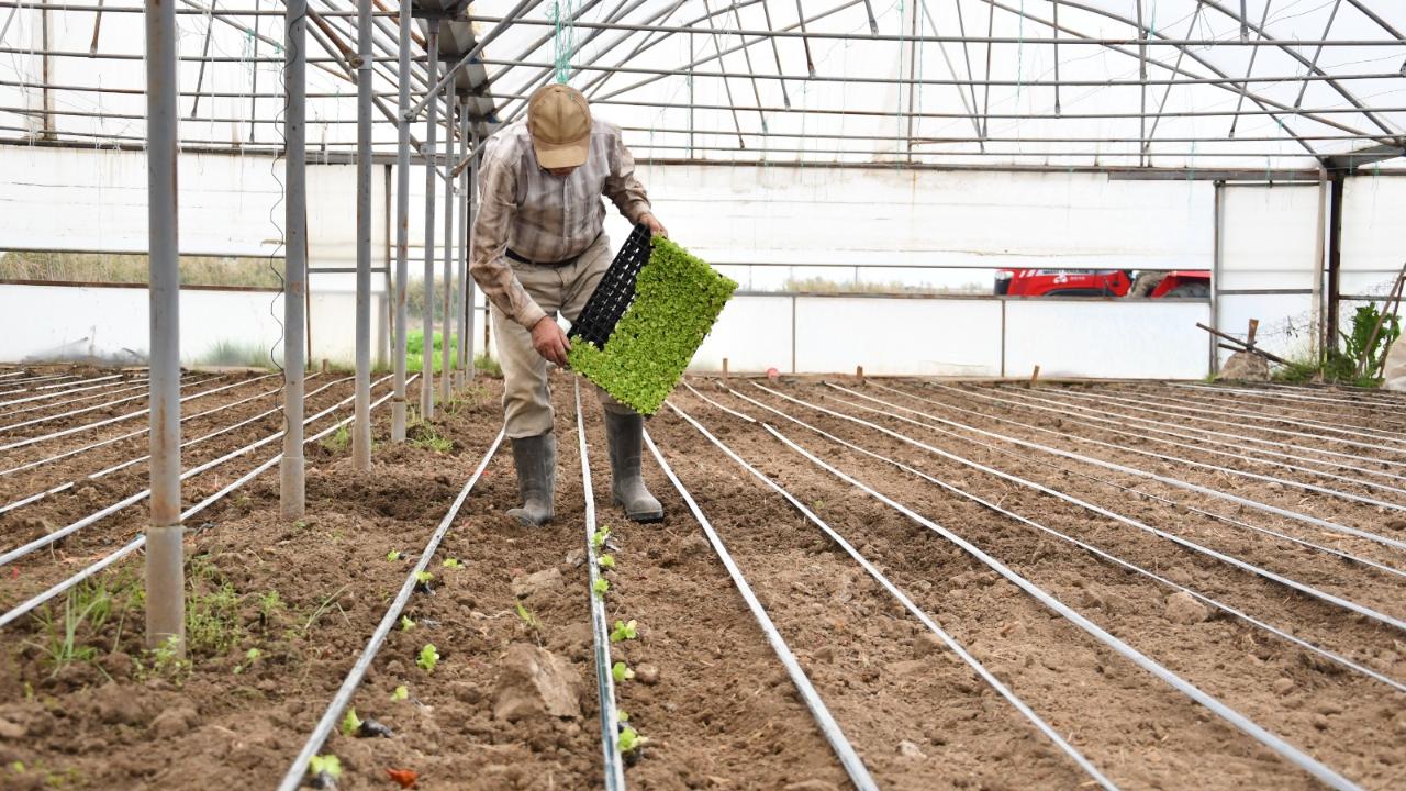Balıkesir Büyükşehirden 140 bin marul fidesi desteği