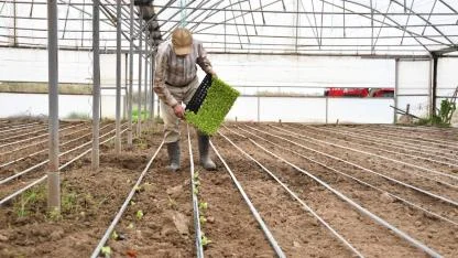 Balıkesir Büyükşehirden 140 bin marul fidesi desteği