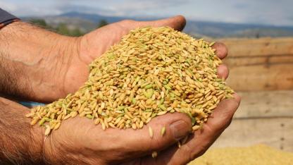 Bulgar suyu çeltik verimini artırdı