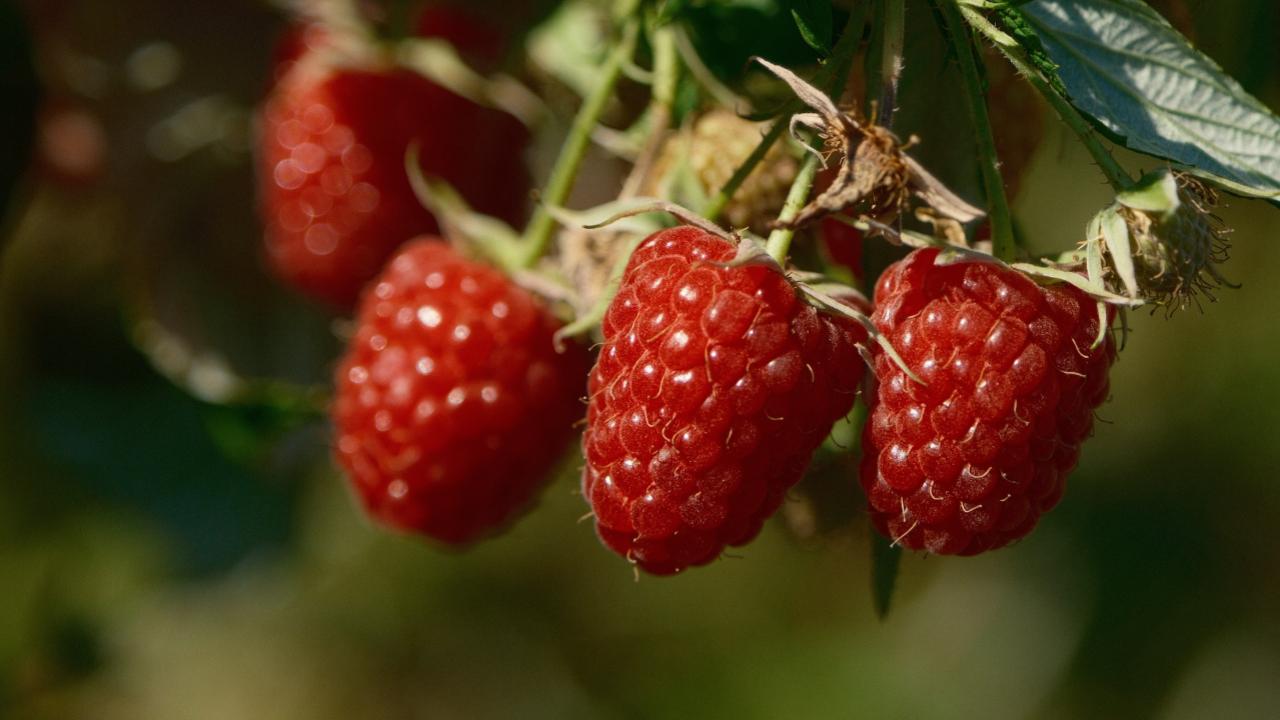 Bursa Büyükşehir 9 üründe fide ve fidan desteğinde bulunacak