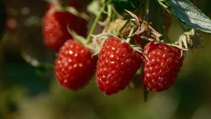 Bursa Büyükşehir 9 üründe fide ve fidan desteğinde bulunacak