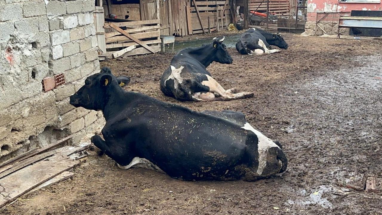 Bursa TB: Şapla ilgili alınan önlemler istenen düzelde değil