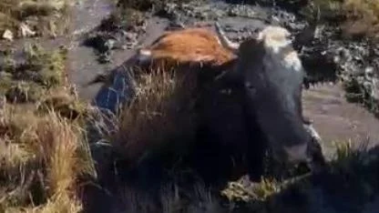 Çamura saplanan inek güçlükle kurtarıldı