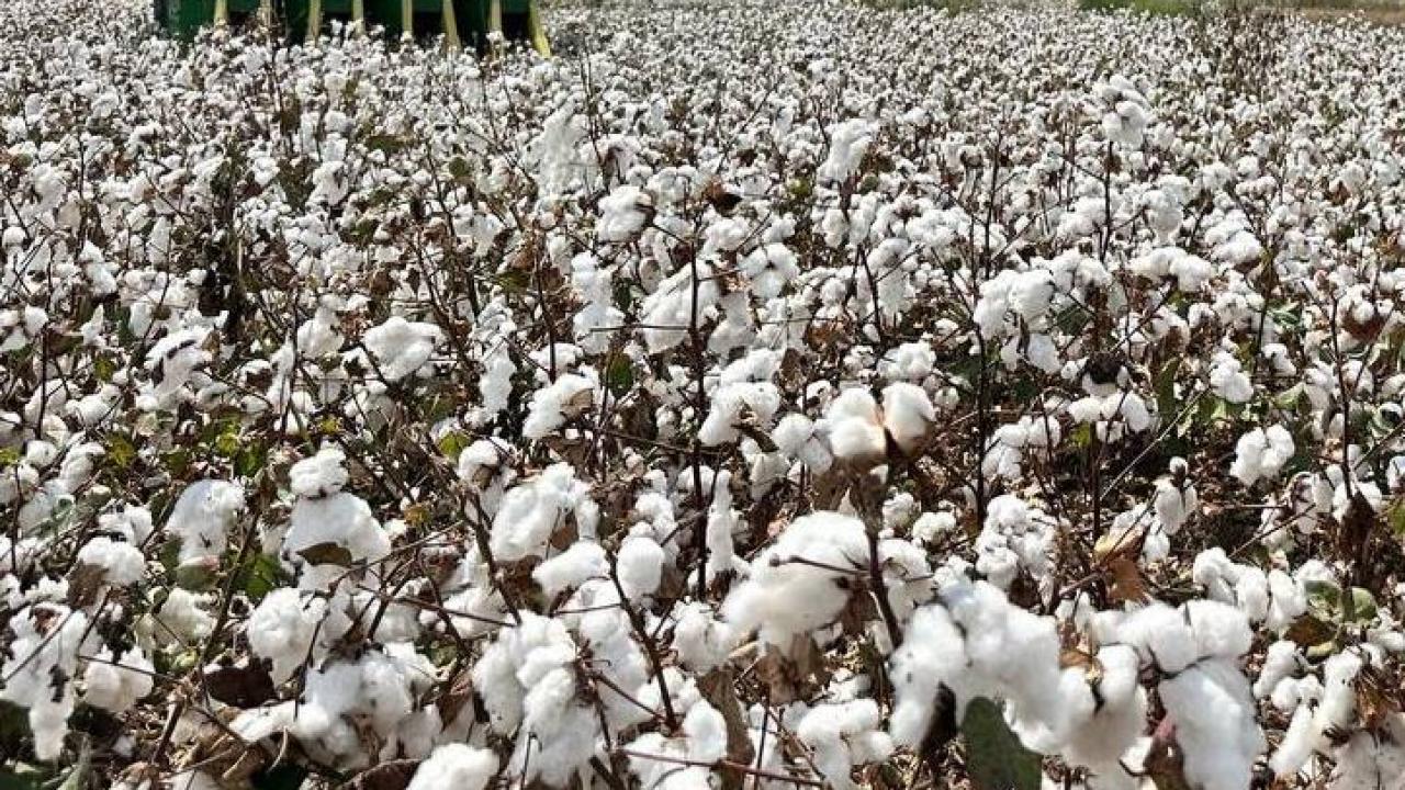 CHP&#039;li Aygun: &quot;Pamuk-mazot hesabı tersine döndü&quot;