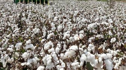 CHP'li Aygun: "Pamuk-mazot hesabı tersine döndü"