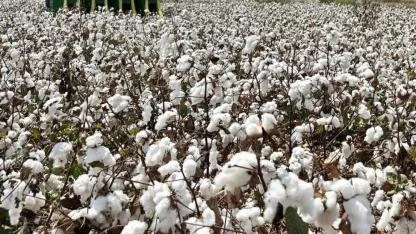 CHP'li Aygun: "Pamuk-mazot hesabı tersine döndü"