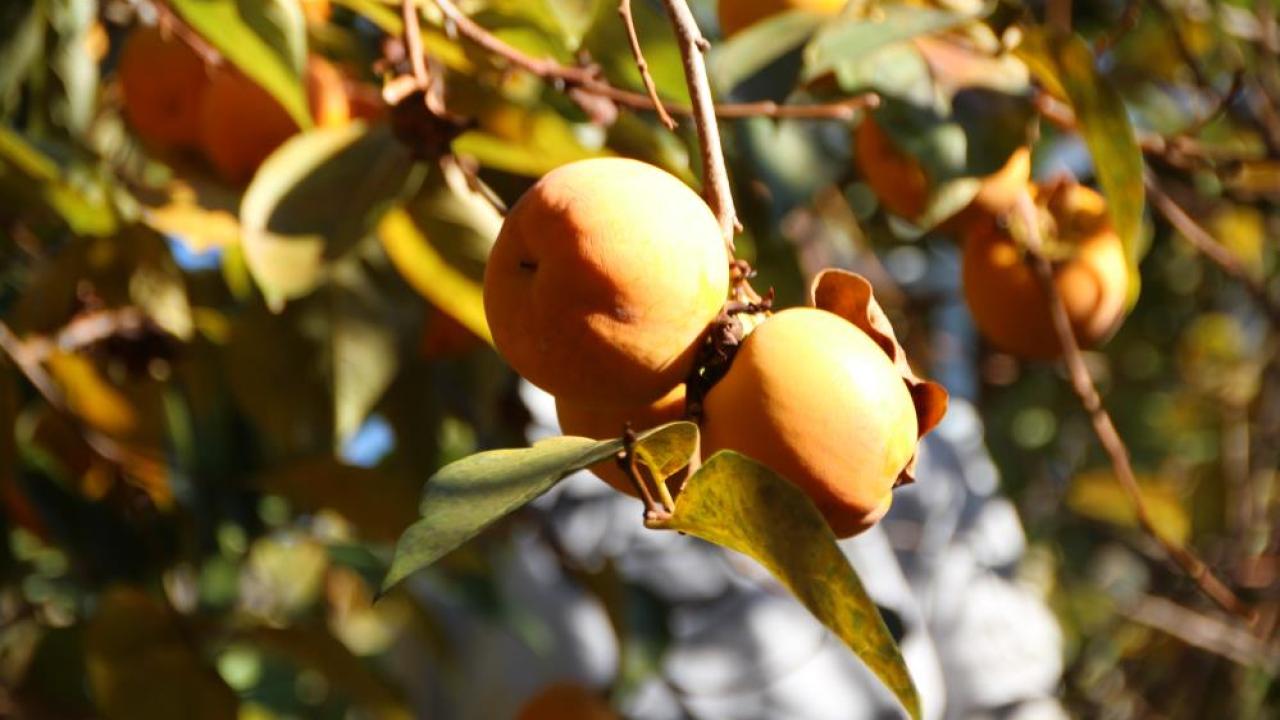 CHP&#039;li Barut: &quot;Hurma ve greyfurt üreticileri yok sayıldı&quot;