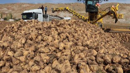 CHP'li Bektaş'tan "pancarda kota vurgunu"na tepki