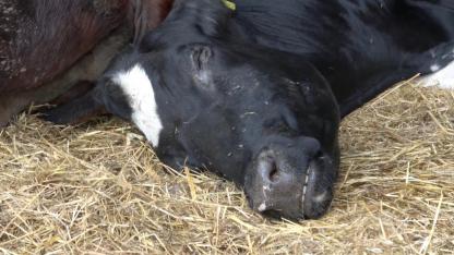 CHP'li Gürer, şap hastalığından kaç hayvanın öldüğünü sordu