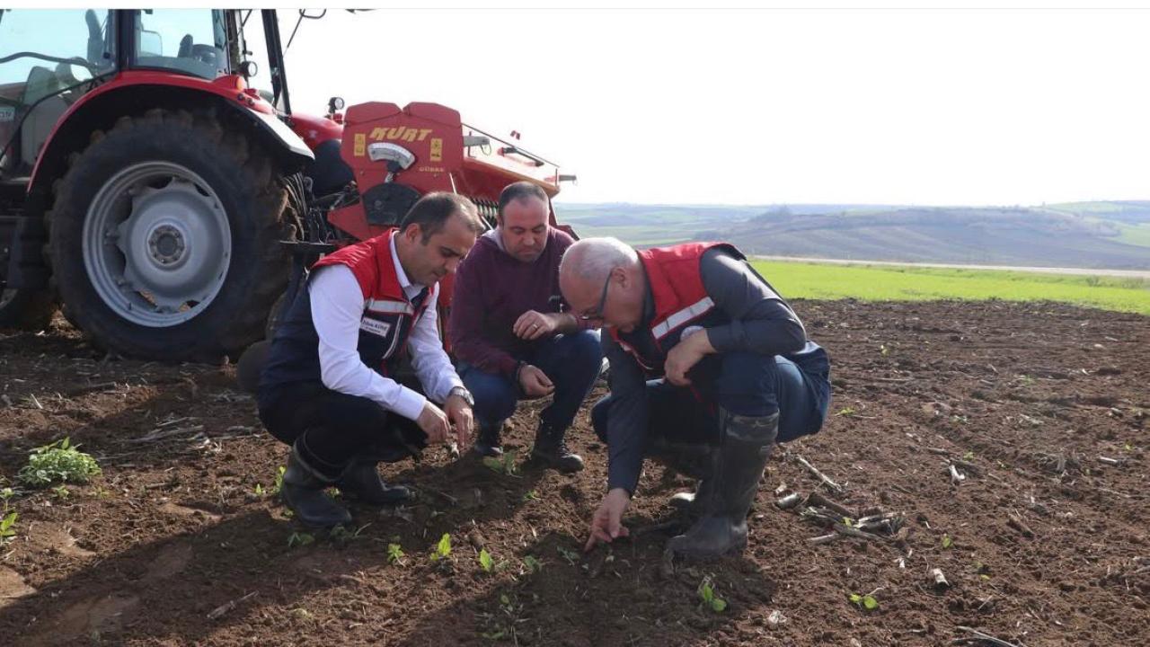 Edirne&#039;de buğday ve ayçiçeğinde hedef verimi artırmak