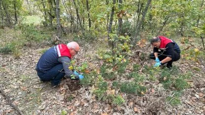 Edirne'de hububat zararlısı süneye karşı erken tedbir