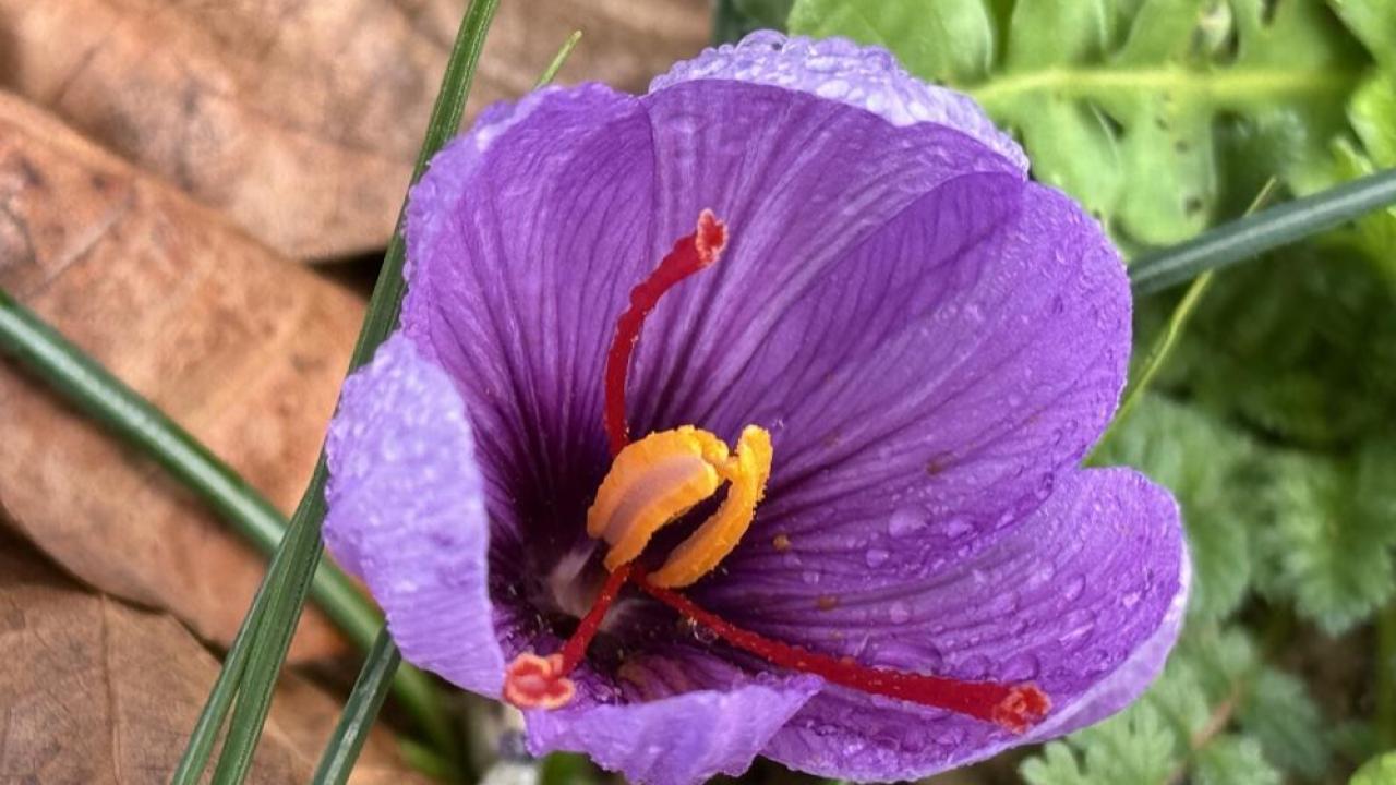 En pahalı baharatta yağışlar sezonu uzattı