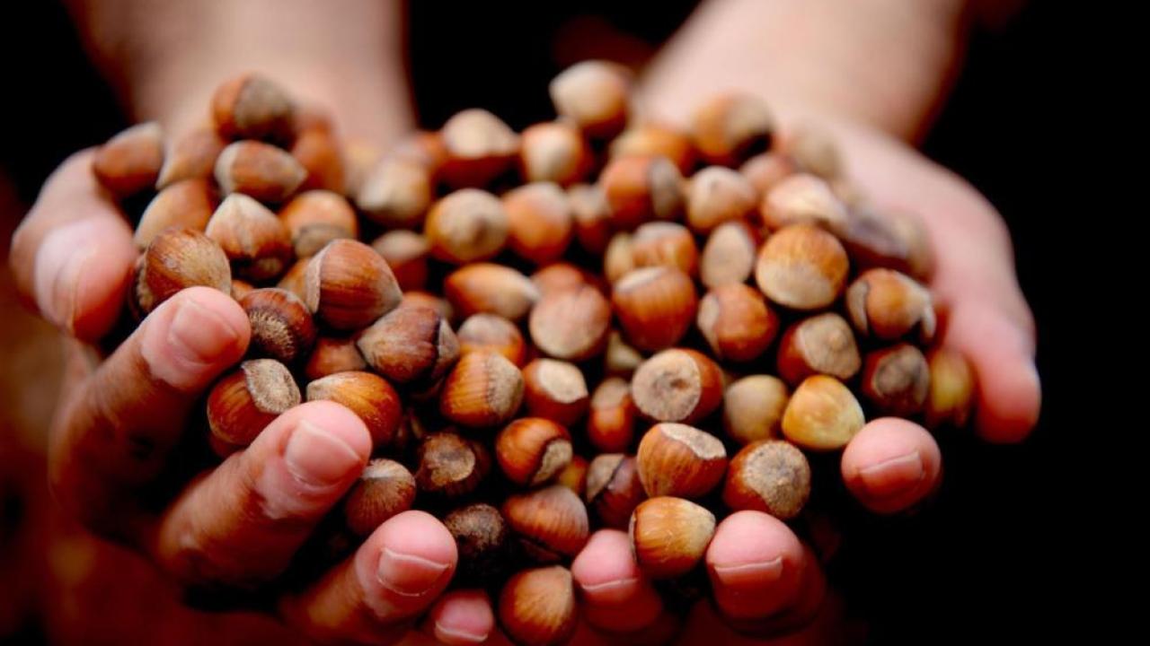 Fındıkta ihracat sert düştü