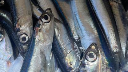 Hamsi bol ancak sıcak havalar talebi düşürüyor