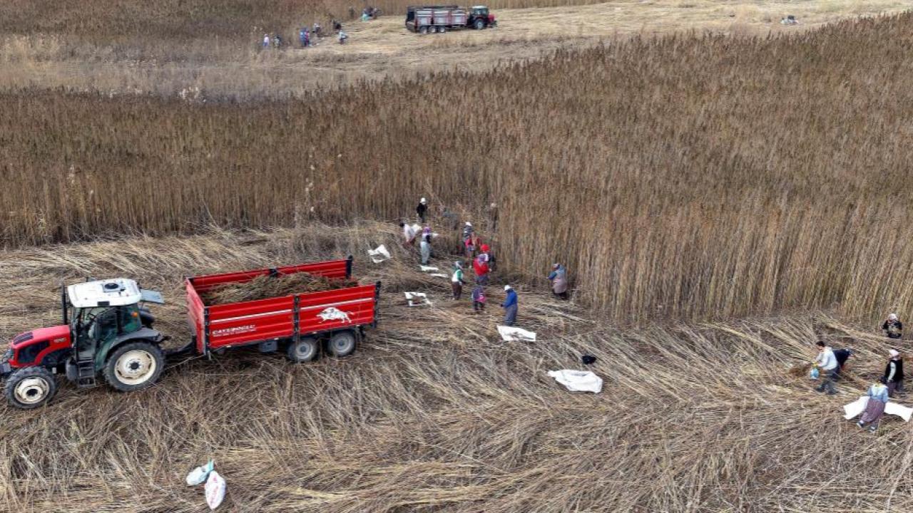 İlk kez denedikleri keneviri hasat ettiler verim sevindirdi