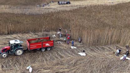 İlk kez denedikleri keneviri hasat ettiler verim sevindirdi