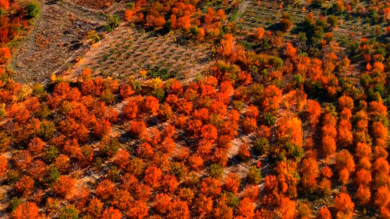 İlkbaharda beyaz sonbaharda kırmız; her rengiyle büyüleyici