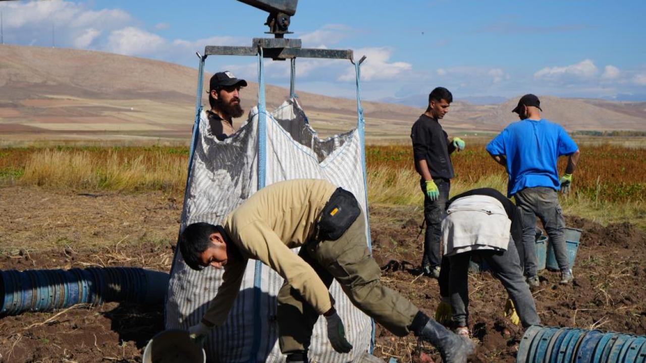 İran&#039;dan turist olarak gelip patates hasadında çalışıyorlar