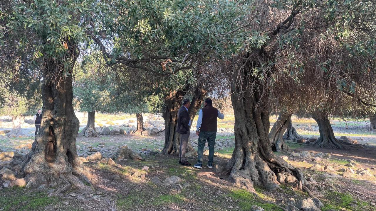 İspanya ve İtalya&#039;dan sonra sadece Gökçeada&#039;da yetişiyor