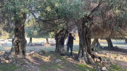 İspanya ve İtalya'dan sonra sadece Gökçeada'da yetişiyor