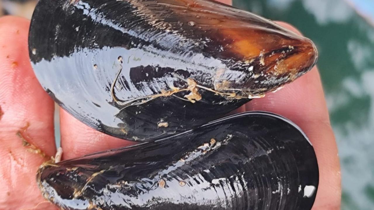 İstanbul&#039;daki gıda zehirlenmesi ve kaçak midye gerçeği