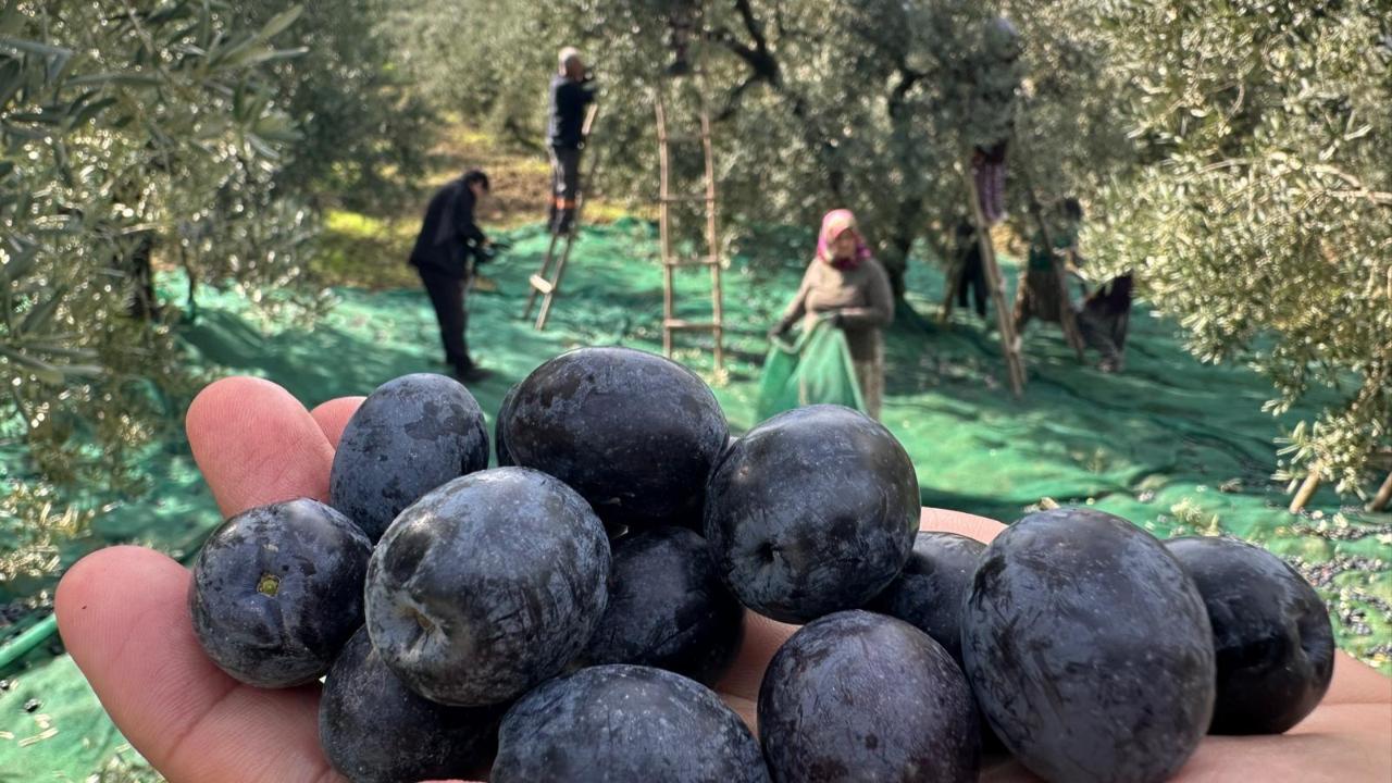 İsviçre sofralarını süsleyen zeytinde bu yıl kalite yüksek
