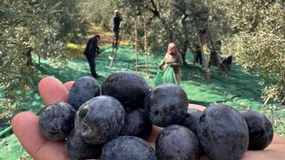 İsviçre sofralarını süsleyen zeytinde bu yıl kalite yüksek