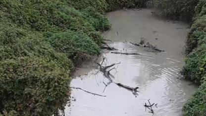 Kaz Dağı'ndan temiz doğuyor Marmara'ya oksijensiz akıyor