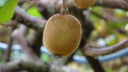 Kivi üreticisini önce zirai don şimdi de İran kivisi vurdu