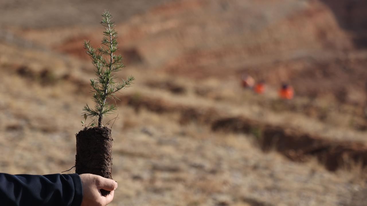 Konya Büyükşehir, 6 yılda 1 milyon 730 bin fidan dikti