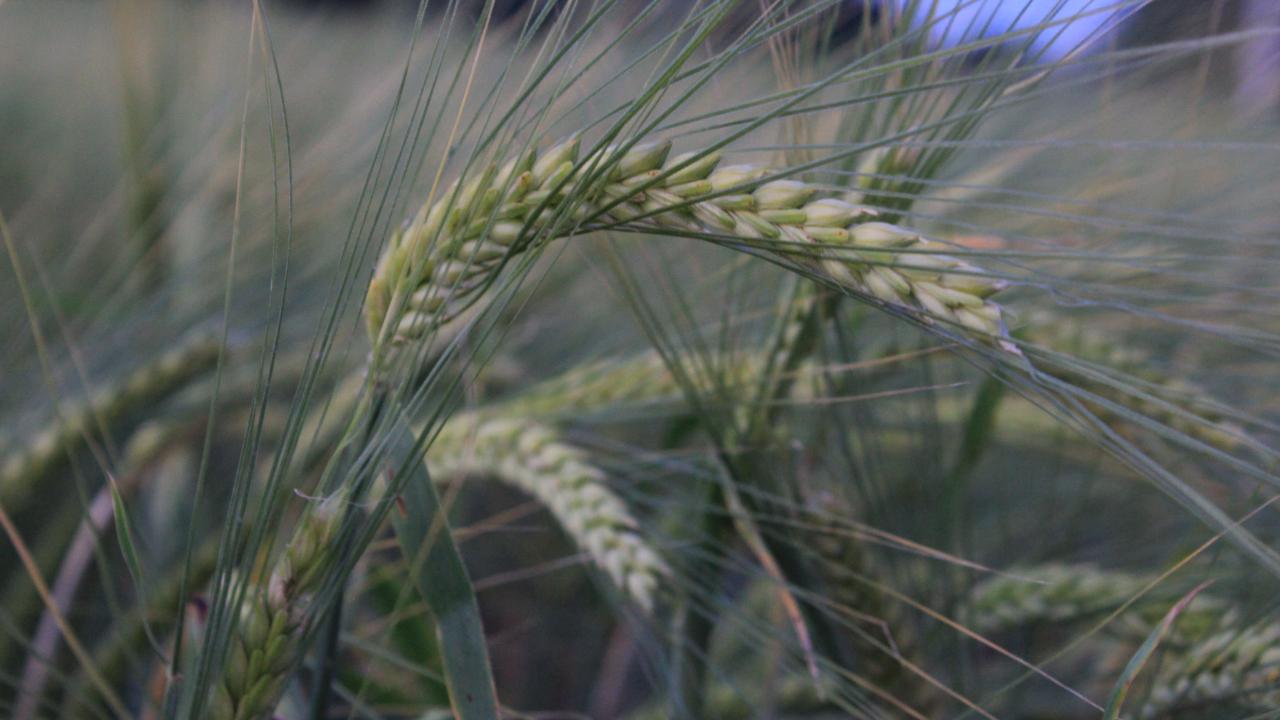 Konya'da yağış yetersizliği nedeniyle ekilişler gecikti