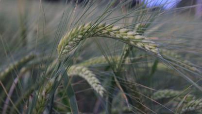 Konya'da yağış yetersizliği nedeniyle ekilişler gecikti