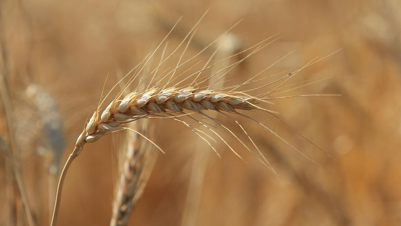 Küresel tahıl üretiminde tüm zamanların zirvesi geliyor