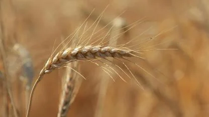 Küresel tahıl üretiminde tüm zamanların zirvesi geliyor