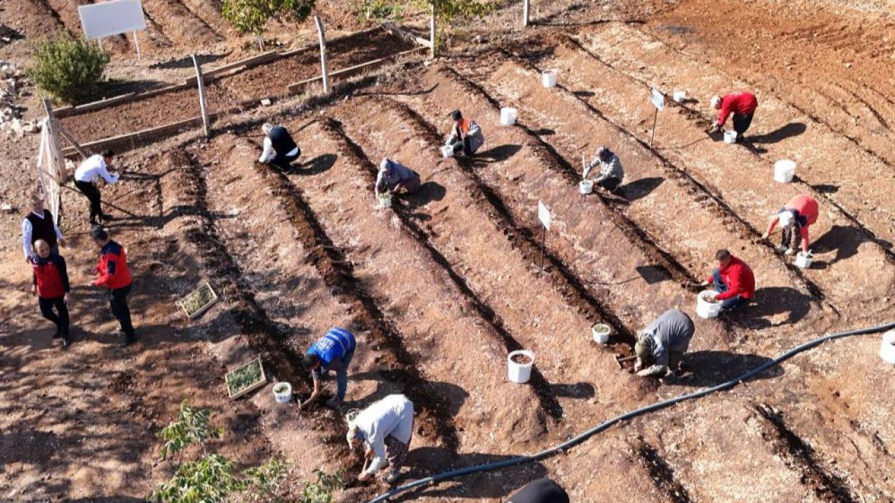 MADO&#039;nun 10 yıl alım garantisi verdiği bitkide ekim dönemi