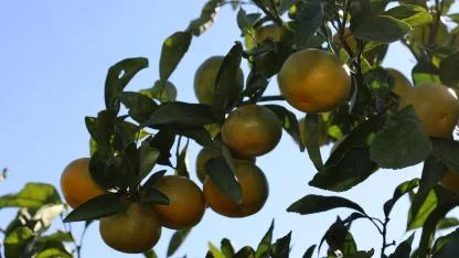 Mandalina ihracatı 500 milyon dolara koşuyor