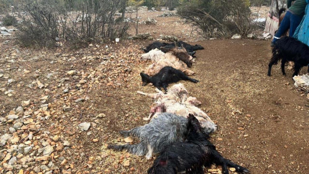 Mersin&#039;de ağıla giren yırtıcı hayvan 12 büyükbaşı telef etti